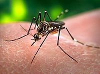 Allarme a Jesi. Uomo contagiato dalla Dengue tropicale