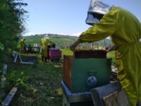 Il clima mette a rischio la produzione di miele