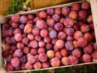 Regione Marche sostiene Slow Food per le produzioni di qualità