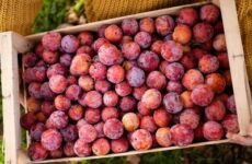 Regione Marche sostiene Slow Food per le produzioni di qualità