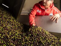 Olio d’oliva marchigiano tra i migliori del mondo