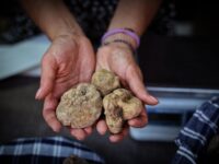 Al via la Mostra del Tartufo Bianco a Sant’Angelo in Vado