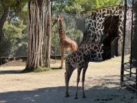 Al Parco Zoo di Falconara 50 mila presenze