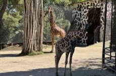 Al Parco Zoo di Falconara 50 mila presenze