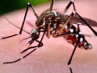 Casi di Dengue a Fano, il parere degli esperti